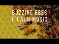 Buzzing Bees Around A Hive With Calm Instrumental Music And Natural Sound 10 Hour