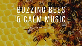 Download lagu Buzzing Bees around a Hive with Calm Instrumental Music and Natural sound | 10 Hour mp3
