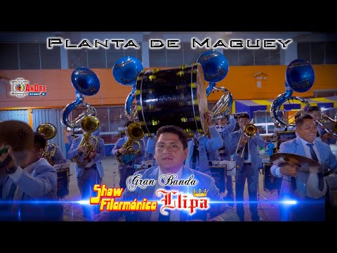 Banda SHOW FILARMÓNICA LLIPA ▶ Planta de Maguey 2025 / Cumpleaños Jesús Tarazona