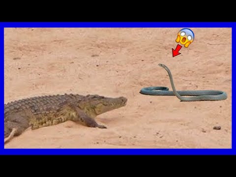 Crocodile Kills Black Mamba!
