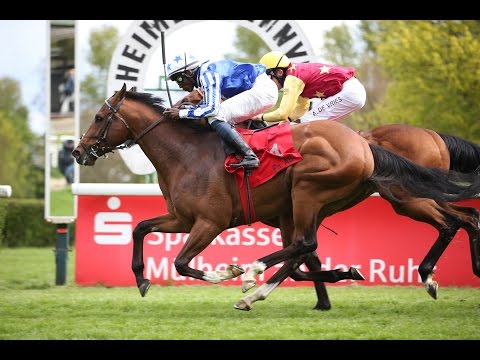 Mülheim: Preis der Rennbahn Mülheim-Raffelberg (D) - Sieger: Plus Night