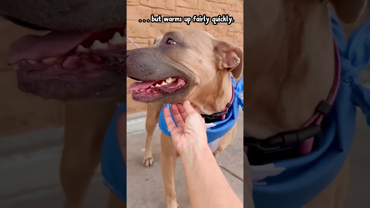 Enlarge Salem, a Adoptable mixed breed in Denison, TX video 6/6