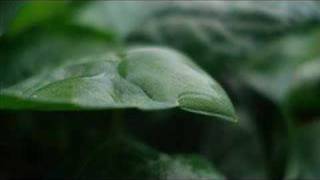 E Ku U Morning Dew By:Isreal IZ Kamakawiwo Ole