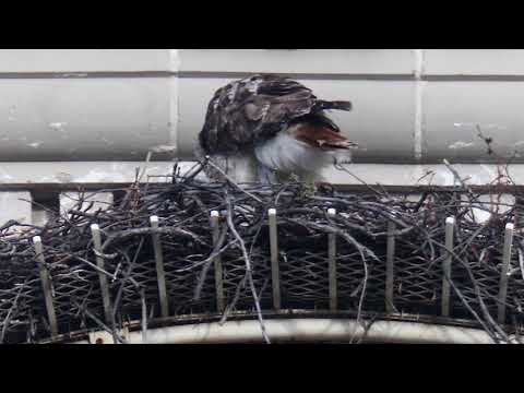 2018-04-21 Fifth Avenue