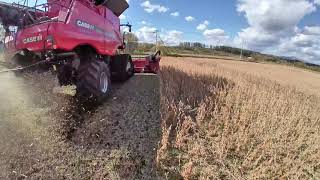 2020 Soybeans Harvest insta360GO log video #shorts