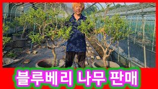 조경수로 키운 블루베리 나무 판매 합니다~유실수,관상수,정원수 블루베리 묘목~