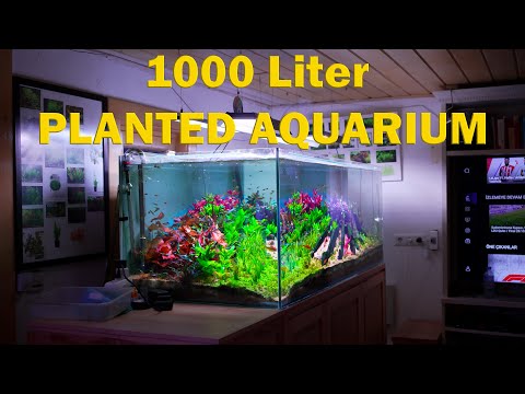 Aquascaping-Ideen – 1000-Liter-Bepflanztes Aquarium