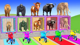 Long Slide Game with Cow Elephant Gorilla Hippopotamus Tiger 3d Animal Game Funny 3d Animals