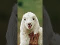 Show it to the cutest person #goat #cuteanimal #babylamb #cutefarmanimal #cute #animals