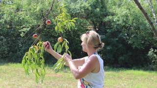 Listening mantra  - Sunnia from the Japji - Ajeet Kaur