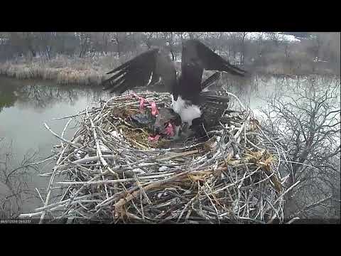 2018 04 07 Mating - Boulder County Osprey Cam