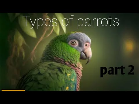 20 types of parrots| part 2 | video of birds part 7