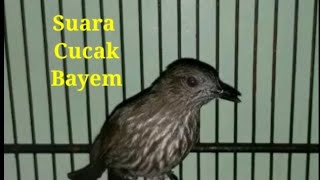 Download lagu Suara cucak bayem mp3