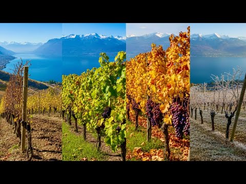 🇨🇭 A Year of Pure Magic: A Cinematic Journey Through Switzerland’s Golden Vines [4K]