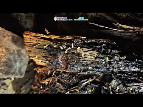 Timberguard Wood Protector