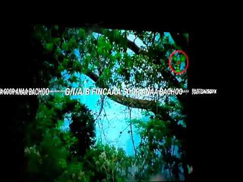 ILUU ABBAA BORAA FINCA'AA SOR BACHOO