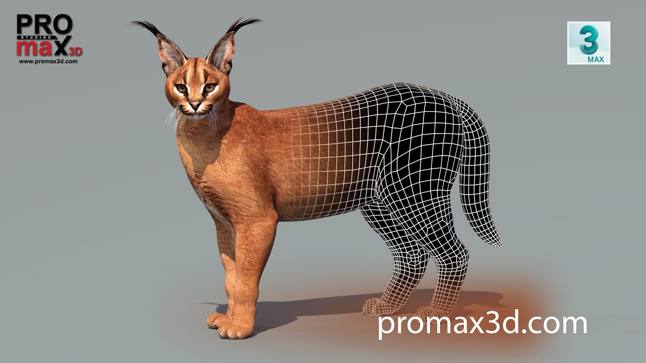 Caracal Rigged 3D Model