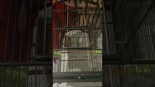 Download lagu Suara burung Trucukan merasa terancam mp3