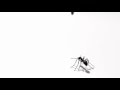 Royal Pest Ants TV Spot