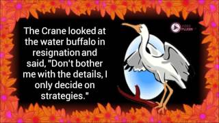 The Crane and the Water Buffalo