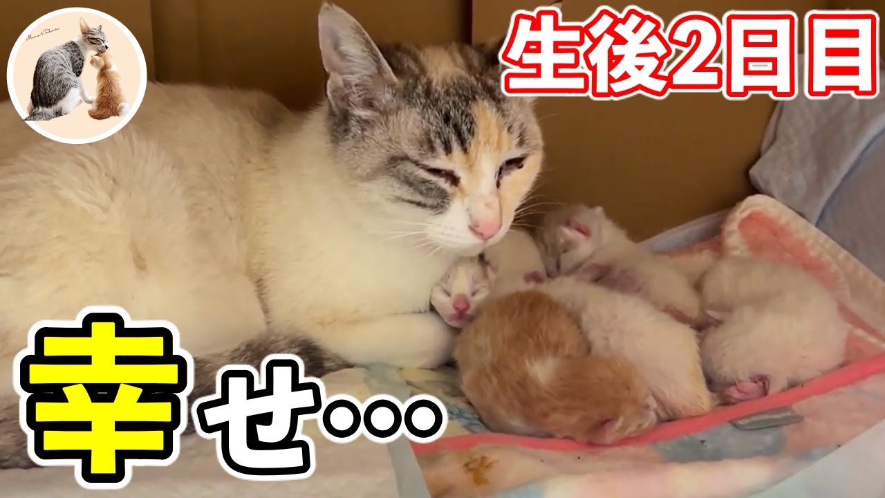 授乳ママ猫の大変だけど幸せな1日