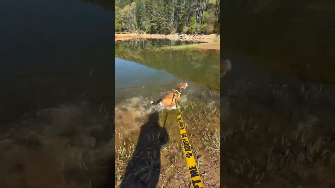 Rhett, a Adoptable Mixed Breed in Blairsville, GA video 6/6
