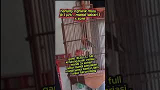 Download lagu anis merah ngeriwik #anismerah mp3 Download lagu anis merah ngeriwik #anismerah mp3