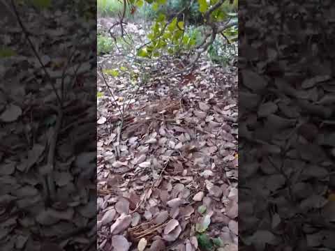 Per de caju localizaçado na serra em Pariconha Alagoas 