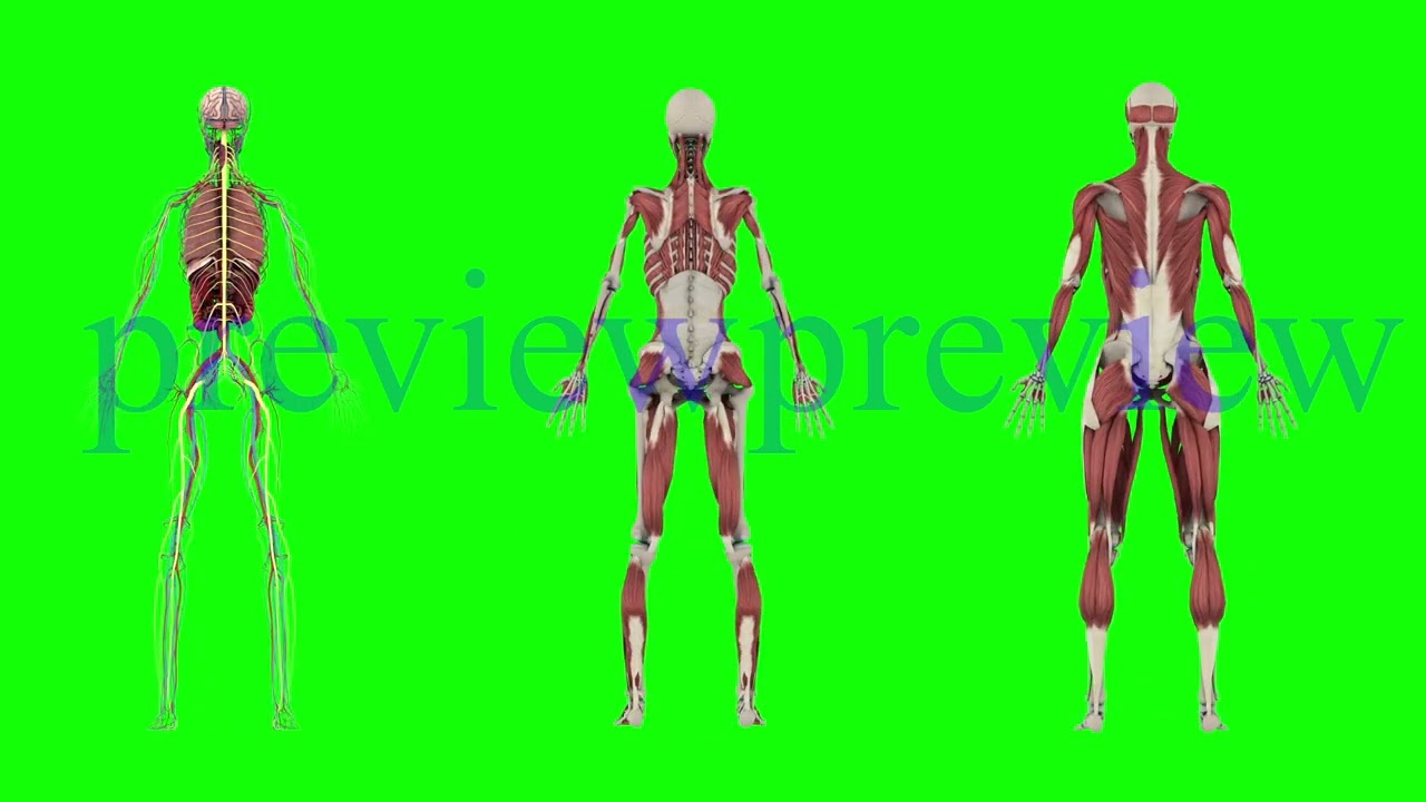 Human Anatomy 3D Model