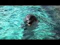 SeaWorld Soundtrack - Blue Horizon - SeaWorld ...