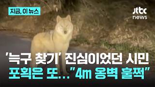 '늑구 찾기' 진심이었던 최초 신고자...포획은 또 실패 마취총 빗나가｜지금 이 뉴스