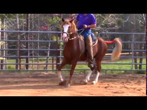 IMPERIO ROYAL MOV 2 UPLOAD