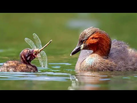 Little Grebe’s Morning Feeding Frenzy!  #Little Grebes #wildlife
