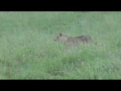 Two young male lions scare off a Wildebeest