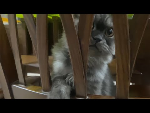 Persian Cat Playing Video ~ Cat Playing With Toy ~ Late Night Cat Meowing @Dr Reza Ali Rumi