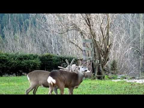 Karpacz Górny noclegi - nasi sąsiedzi