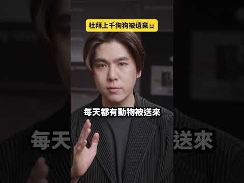 戰火不停！杜拜有上千隻寵物流落街頭｜志祺七七 Shorts #daily