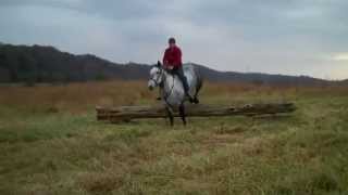 preview picture of video 'Earl Grey 4yr old PerchX, 16.2 hands Hunt Horse, Just star'