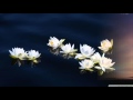 NATURE OF LOVE I Sandip Chatterjee I Santoor Music I Band EAST WEST CANVAS