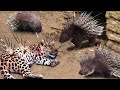 Macan Tutul Vs Landak