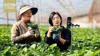 Cambian tendencias de compra durante festival de compras en línea "Doble Once"