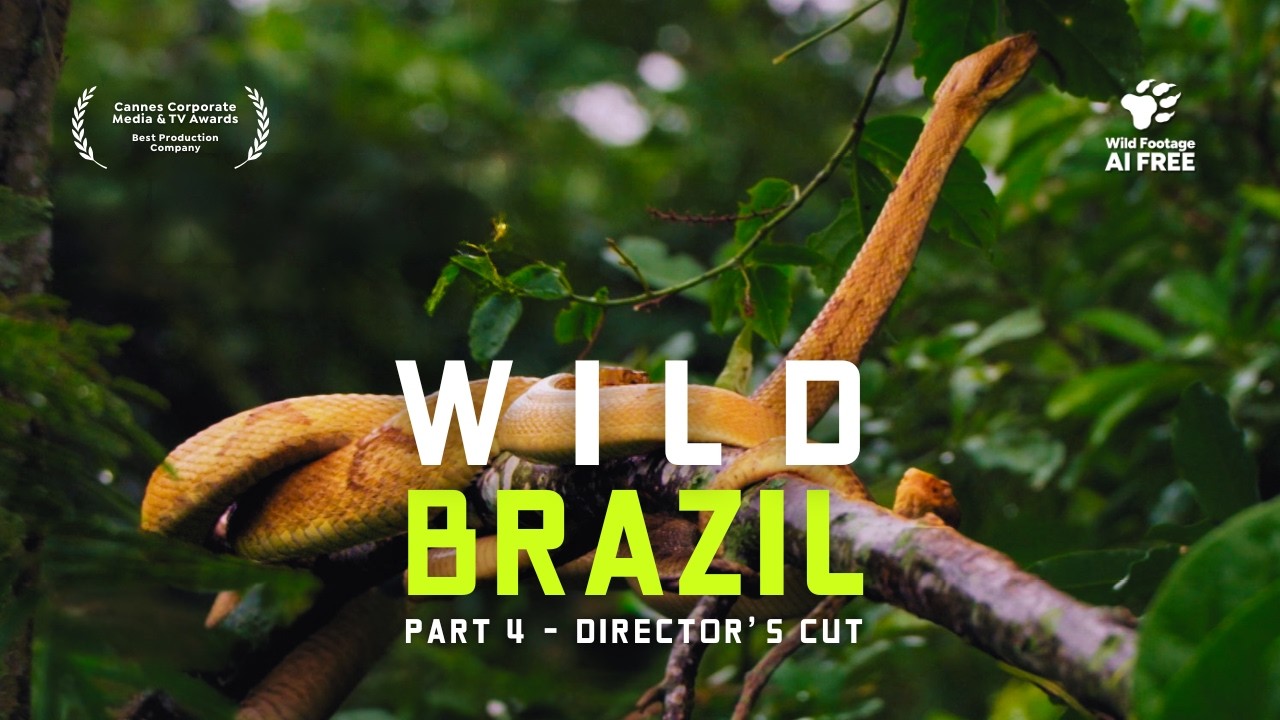 Brazil’s Wild Coastline | Nature Documentary | From Snake Island to Lençóis Maranhenses