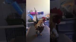 Cock #2