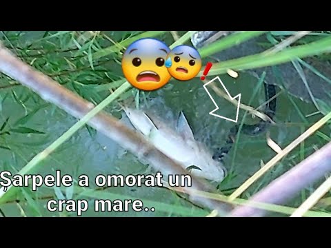 Un șarpe mi a omorat un crap..INCREDIBIL cat de mare este Șarpele - in balta mea din grădină 🐍