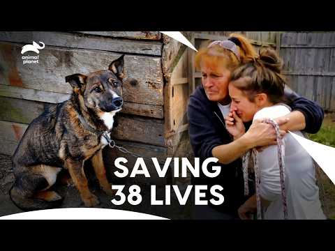 Tia Rescued 38 Dogs Chained in 1 Yard! SHOCKING Dog Conditions | Pit Bulls & Parolees| Animal Planet