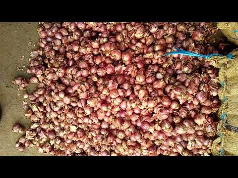 A grade india shallots small onion sambar onion, gunny bag, ...