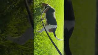 Video preview image #1 Beagle Puppy For Sale in Sanford, FL, USA