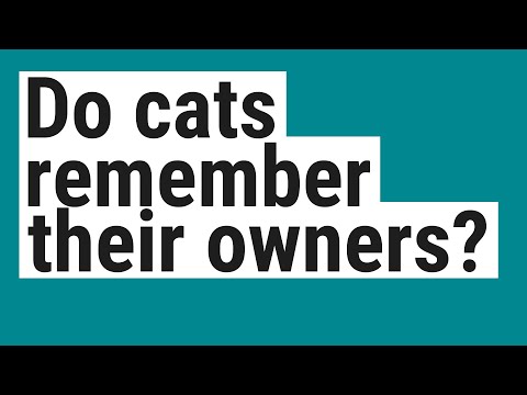 Do cats remember their owners?