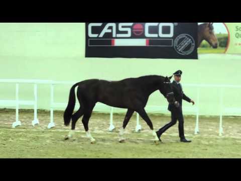 Ben Benicio von Benicio x Hochadel