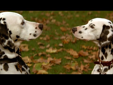 How Pongo Meet Perdita in the Movie of 101 Dalmatians